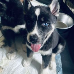 Siberian Husky Puppies from Dances With Huskies
