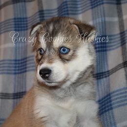 Siberian Husky Puppies from Crazy Cookies Huskies