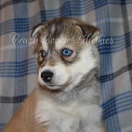 Siberian Husky Puppies from Crazy Cookies Huskies
