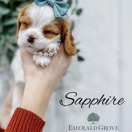 Cavalier King Charles Spaniel Puppies from Emerald Grove Puppies