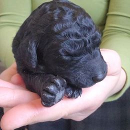 Poodle Puppies from Lyudmila's Standard Poodles