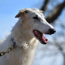 Zaida - Borzoi