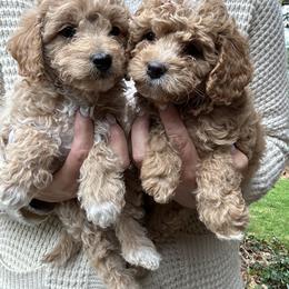 Bernedoodle, Cavapoochon, Goldendoodle, and Spanish Water Dog Puppies from PitterPatterPuppiesNJ