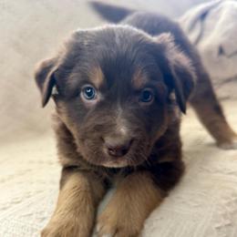 Brownie - Red tri-color female Australian Shepherd puppy in Arizona from BRR Aussies