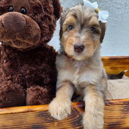 Cinnamon - Brown merle female Aussiedoodle puppy in Haleyville, Alabama from The Cuddly Dood Ranch