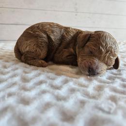 Conway - Red male Cavapoo puppy in London, Kentucky from Blue Meadow Puppies