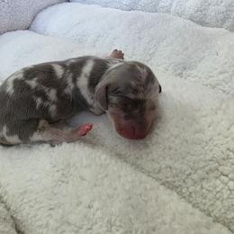 Blue dapple - Dapple female Dachshund puppy in West Plains, Missouri from Spring Creek Dachshunds
