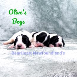 Kyle - White and black male Newfoundland puppy in Cortez, Colorado from Bear Heart Newfoundlands, LLC