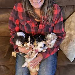 Toy Australian Shepherd Puppies from MN Pomme De Terre Aussies