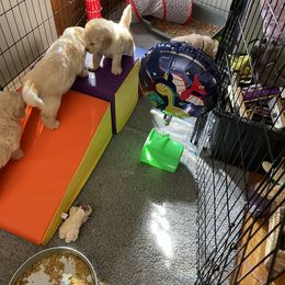 Golden Retriever Puppies from Riverstone Goldens
