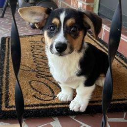 Tessa - Black and white Cardigan Welsh Corgi puppy in Columbia, South Carolina from Luxe Cardigan Welsh Corgis