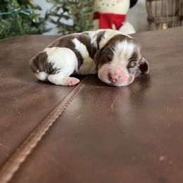 Girl 3 - Tri-Roan female English Springer Spaniel puppy in Wilmer, Alabama from Southbend Springers
