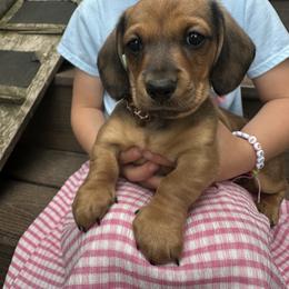 Dachshund Puppies from Steadfast station, mini dachshunds