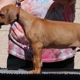 Rhodesian Ridgeback Puppies from Aziza Ridgebacks