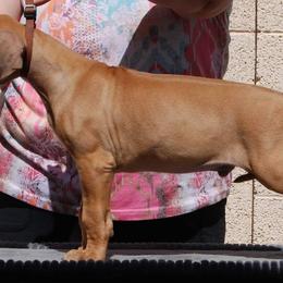 Rhodesian Ridgeback Puppies from Aziza Ridgebacks