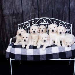 Golden Retriever Puppies from Hat Creek Goldens