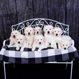 Golden Retriever Puppies from Hat Creek Goldens
