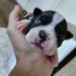 Ella - Black and white female Boston Terrier puppy in Star, North Carolina from Meatloaf's Bostons Family