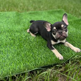 Kit-Kat - Black and tan female French Bulldog puppy in Port St. Lucie, Florida from TheBullzFoundation