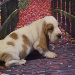 Basset Hound Puppies from Royal Baez Basset