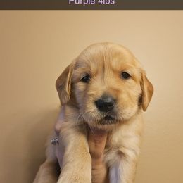 Girl 5 - Golden female Golden Retriever puppy in Hamilton, Mississippi from Keller's Retrievers