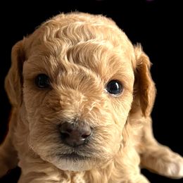 Ginger White Collar - Goldendoodle puppy in Petoskey, Michigan from Petoskey Goldendoodles
