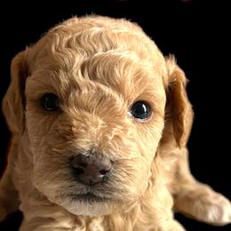 Ginger White Collar - Goldendoodle puppy in Petoskey, Michigan from Petoskey Goldendoodles