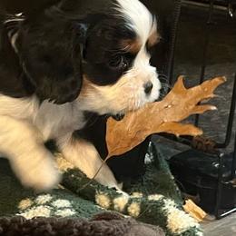 Boy2 - Tri-color male Cavalier King Charles Spaniel puppy in Woodruff, Wisconsin from Cutesy Cavaliers