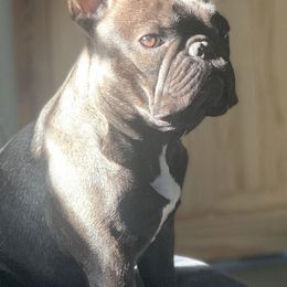 French Bulldogs from Everlasting