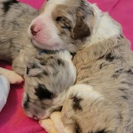 Bordoodles from Royal Redwood Kennels