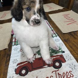 Green Collar - Parti Poodle puppy in Bennett, Colorado from C & S Kennels Standard Poodles