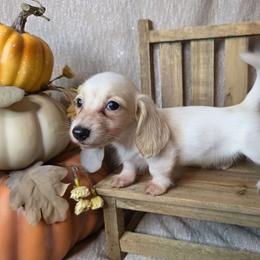 Cotton - Piebald female Dachshund puppy in Townsend, Georgia from Salt Creek Dachshunds