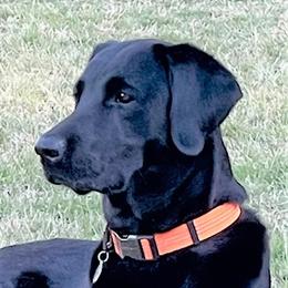 Scout - Labrador Retriever