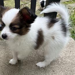 Elton - White and sable male Papillon puppy in Columbia, Missouri from Triple Tier