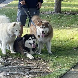 Siberian Husky All Grown Up from Freedom Huskies