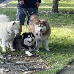 Siberian Husky All Grown Up from Freedom Huskies
