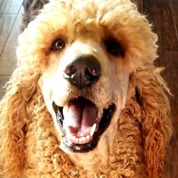 Baron - Poodle