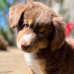 Danny (AKC and ASDR) - Red tri-color male Miniature American Shepherd puppy in Stockton, Missouri from Kizmit Farmz