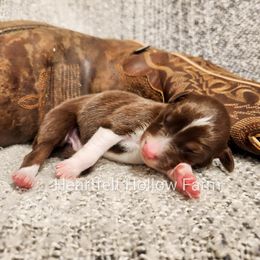 Boy 2 - Red tri-color Australian Shepherd puppy in West Virginia from Heartfelt Hollow Farm
