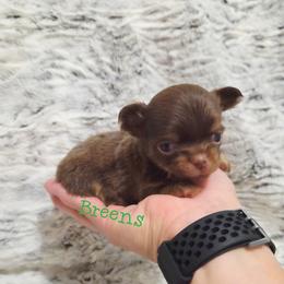 Girl 3 - Chocolate and tan female Chihuahua puppy in Richmond, Virginia from Breens