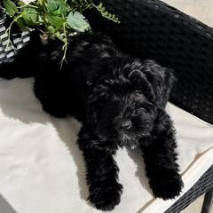 Cavapoo and Whoodle Puppies from Perfect Pawzabilities