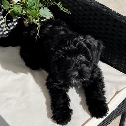 Cavapoo and Whoodle Puppies from Perfect Pawzabilities
