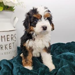 Trixie - Tri-color female Bernedoodle puppy in Granton, Wisconsin from Rose River Farms