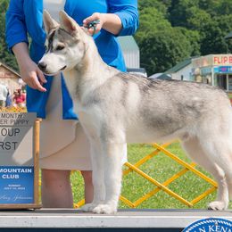 Siberian Huskies from Snowchaser's Siberian Huskies