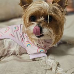 Akila - Yorkshire Terrier