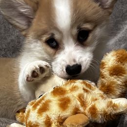 Pembroke Welsh Corgi Puppies from Brilliant Breeds