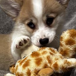 Pembroke Welsh Corgi Puppies from Brilliant Breeds