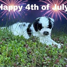 Daisy - Parti female Goldendoodle puppy in Monument, Colorado from Colorado Dreamin Doodles