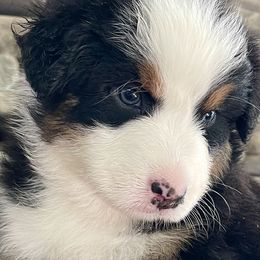 Kahuku - Australian Shepherd puppy from Cranberry Hill Aussies