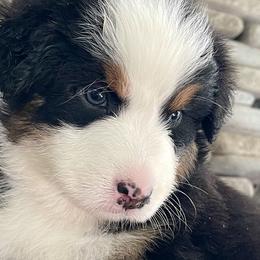 Kahuku - Australian Shepherd puppy from Cranberry Hill Aussies